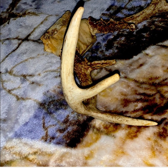 6-8 Point Deer Rack Great for Mounting in Man Cave - Picture 11 of 16